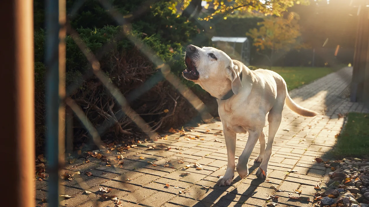 a light-colored dog is captured mid-bark while standing on a paved walkway outdoors. The scene is softly lit by sunlight, with a chain-link fence in the foreground and greenery in the background.