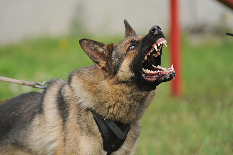 Evil, aggressive dog